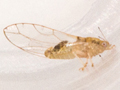 Trioza alacris
